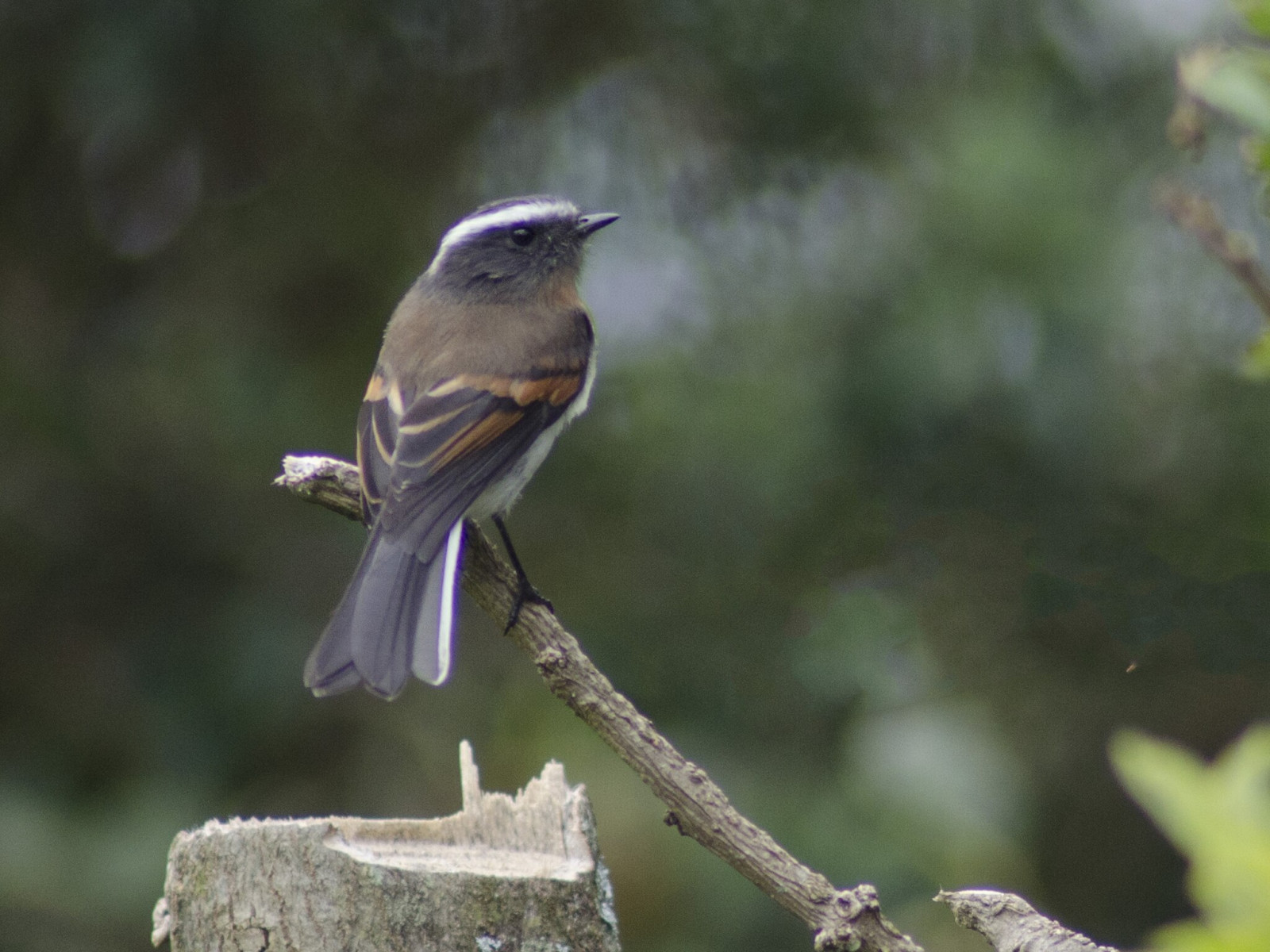 image Rufous-breasted Chat-Tyrant